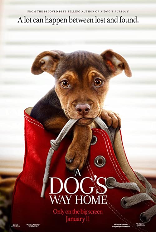 مسیر بازگشت یک سگ به خانه (A Dogs Way Home)